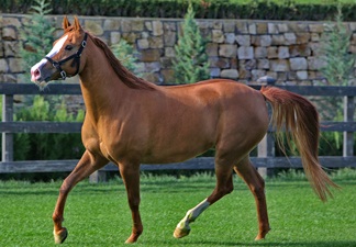 Karabakh horse